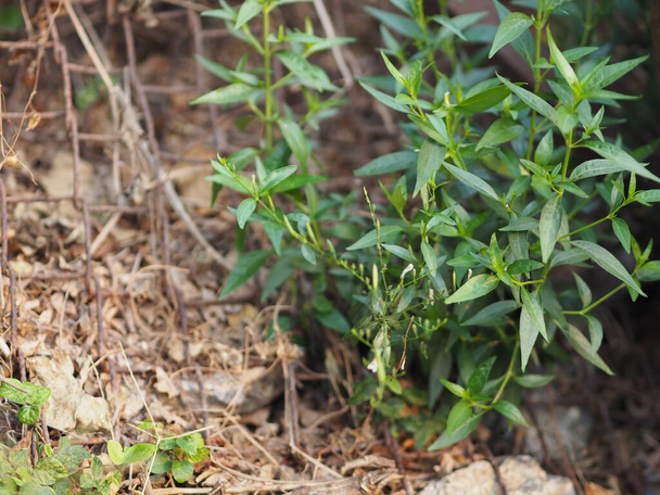 The Scientific name Andrographis paniculata Burm, Wall Колишній сік, Фа Талай, тайські трави полегшують біль горла, зменшують гарячку, нагрівають холодну зелену рослину і захищають вірус ковіда19. - Фото, зображення