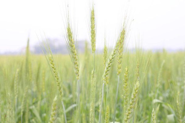 Jeune culture de l'oreille de blé en Juin champ agricole
 - Photo, image