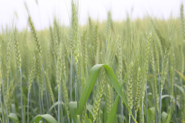 agricultura, campo de trigo, trigo joven
 - Foto, imagen
