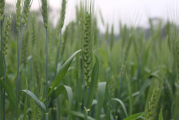 Mladá pšenice pěstovaná na poli - Fotografie, Obrázek