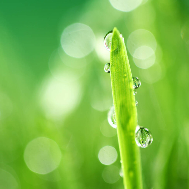 Water drops on grass blade nature background macro - Фото, зображення