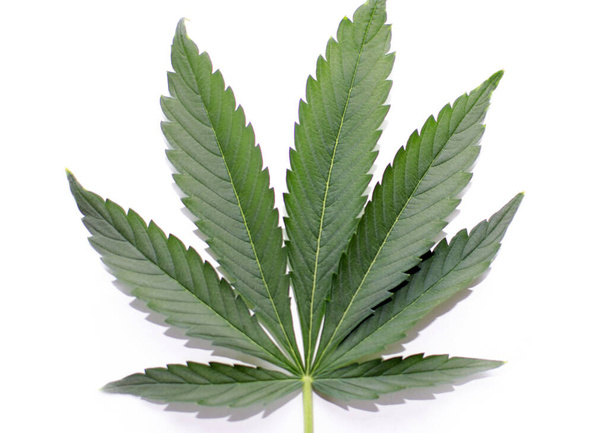 seeds growing and legalizing medicinal marijuana - Photo, Image