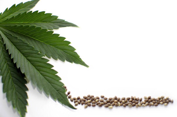 Büyüyen ve yasallaştıran tohumlar tıbbi marihuana - Fotoğraf, Görsel