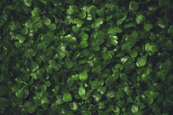 Herbe verte texture fond. Mauvaise herbe étoilée, potamot, satinflower, Stellaria media- plants. Bonnes feuilles vertes. Fond vert. Texture
. - Photo, image