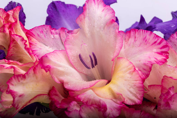 Blisko piękna kolorowy kwiat gladiolus - Zdjęcie, obraz