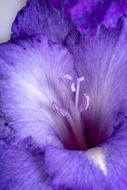 Крупним планом красива фіолетова квітка гладіолуса
 - Фото, зображення
