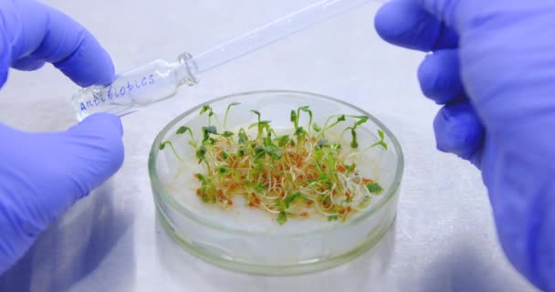 Een close-up van een wetenschapper met handschoenen voegt een antibioticum toe aan jonge sla zaailingen. Bescherming van laboratoriumplanten met antibiotica. Antibiotica voor de salade.  - Video