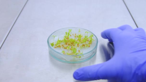 Sla ontspruit in een petrischaal met toevoeging van groeihormonen. Het resultaat van een experiment met waterkers salade genen. Genetisch gemodificeerde waterkers salade in een petrischaal. - Video