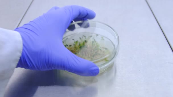 Der Wissenschaftler zeigt das Ergebnis von Laborstudien zum Anbau von gentechnisch verändertem Brunnenkresse-Salat. Salatsprossen in der Petrischale ohne Zusatz von Wachstumshormonen. - Filmmaterial, Video