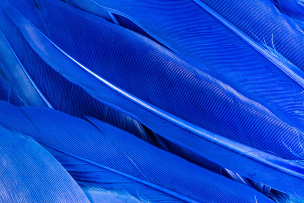 Kék neon madár tollak kék háttérrel. Absztrakt trendi textúra háttér. Fénymásolás tér vízszintes keret. - Fotó, kép