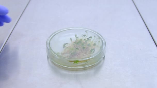 Semenzali di insalata sperimentale in un piatto di petri. Uno scienziato apre una tazza di petri piatti con una giovane insalata.  - Filmati, video
