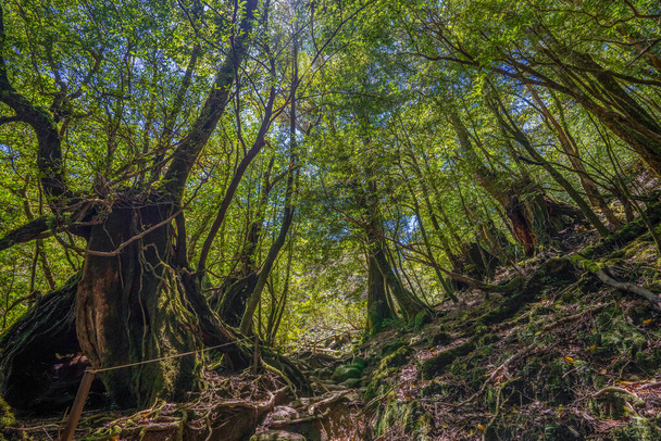 Primival forest hiking trails in Yakushima, Japan - Foto, Imagem