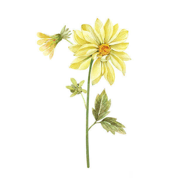 yellow garden flowers watercolor illustration on a white background, with green buds and leaves - Foto, Imagem