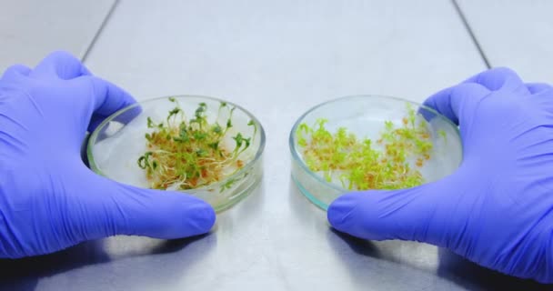 Een close-up van een wetenschapper die twee kopjes petrischalen in zijn handen houdt met een experimentele salade en ze vergelijkt. Analyse van de resultaten van het experiment met genetisch gemodificeerde sla. - Video