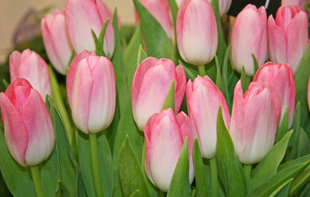 Lots of pink tulips . Blooming tulips. Pink tulips. Spring flowers. Pink flowers with green leaves. - Photo, Image