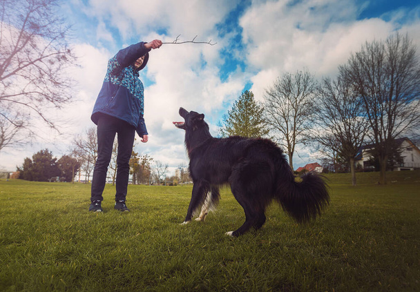 Obedient purebred border collie dog playing games outdoors in the park as master is ready to throw him a stick. Adorable, well trained puppy enjoying a sunny day. Friendship between owner and pet. - Photo, Image