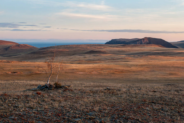 Steppe, Baykal Gölü yakınlarında yalnız bir ağaç. Cüce huş ağacı. Gölün ötesindeki dağlar. İyi akşamlar. Yatay. - Fotoğraf, Görsel