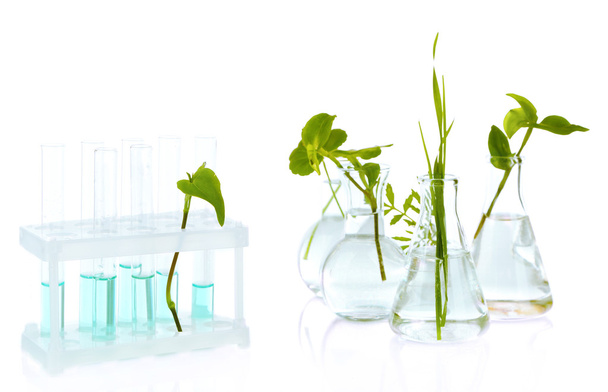 Plants in test tubes, isolated on white - Fotó, kép