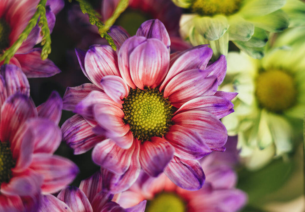 Close-up violet purple daisy flower. - Foto, Bild