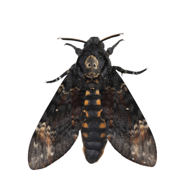Death head hawkmoth isolated on white background - Photo, Image