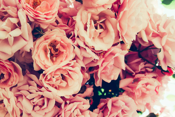 Beautiful pink roses in the garden. Floral background. - 写真・画像