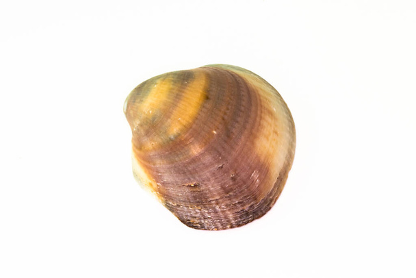 Beautiful seashell isolated on a white background - Photo, Image