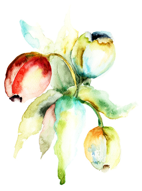 Watercolor painting of Tulips flowers - Фото, зображення