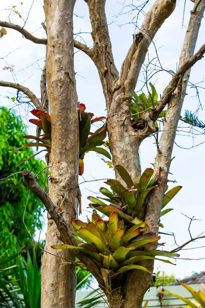 Bromeliad fa (Aechmea fasciata, Guzmania, Urn Plant) kapaszkodik a fába, Absztrakt grafikai tervezés - Fotó, kép