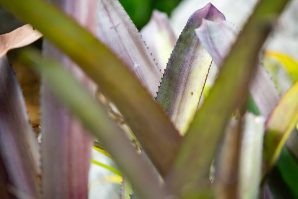 Thorn in Bromeliad tree ( Aechmea fasciata, Guzmania, Urn Plant ) in the garden, Close up & Macro shot, Selective focus, Abstract graphic design - 写真・画像
