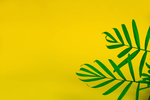 selective focus green tropical leaves on a yellow background with copy space,minimal fashion summer background - Photo, image