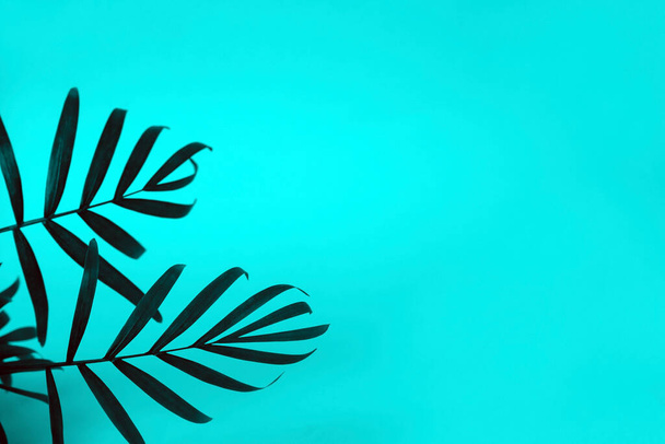 selective  tropical leaves on a blue background with copy space,minimal fashion summer background - Фото, изображение