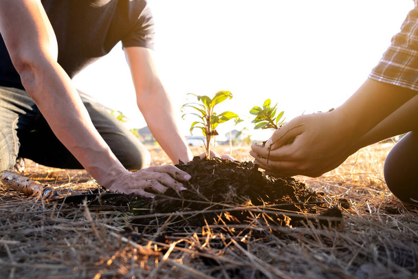 Due giovani uomini piantare albero in giardino per preservare il concetto di ambiente, natura, mondo, ecologia e ridurre l'inquinamento atmosferico
. - Foto, immagini