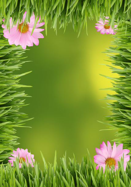 Grass and daisy background - Photo, Image