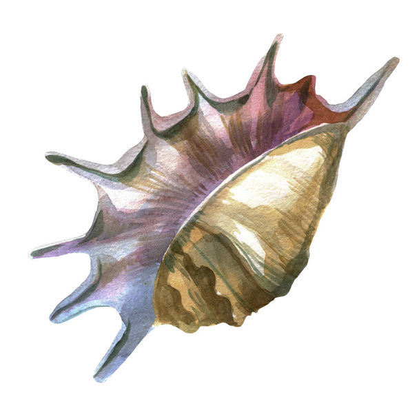 Watercolor illustration. Sea shell. Summer theme, beach and relaxation - Foto, immagini