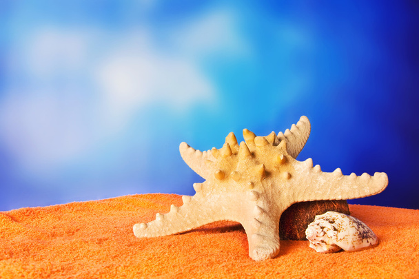 Estrella de mar y concha en una toalla de playa
 - Foto, imagen