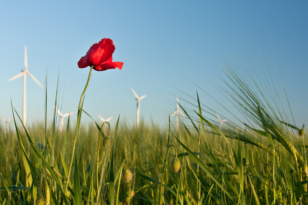 červený květ máku v oblasti plodin s větrné turbíny - Fotografie, Obrázek