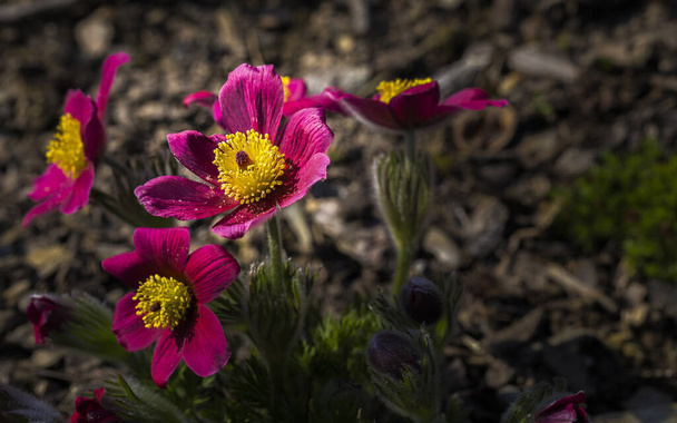 Pulsatilla vulgaris in the garden, the flower season begins - Photo, Image