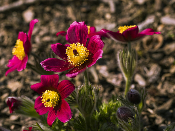 Pulsatilla vulgaris en el jardín, comienza la temporada de flores
 - Foto, imagen