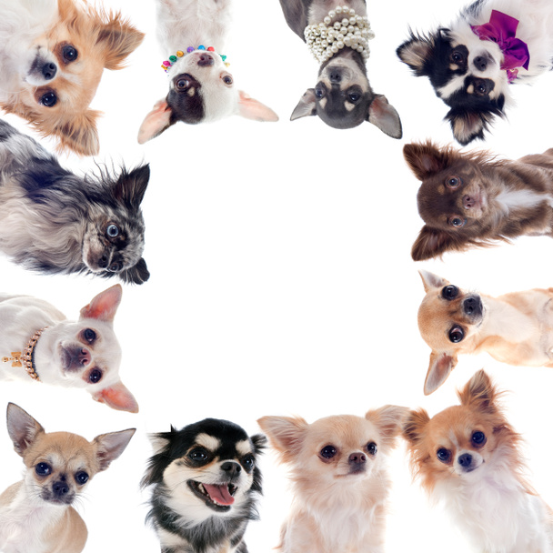 Chihuahuas csoportja - Fotó, kép