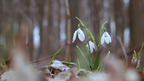 Snowdrop Galanthus, nádherný bílý květ v lese, detailní záběr, pozadí nebo textura, jarní koncept. S mezerou pro text - Záběry, video