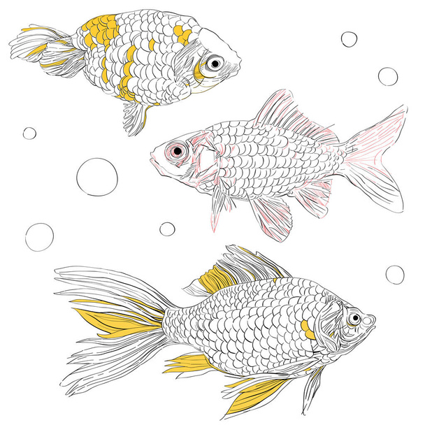 Beyaz, el çizimi sanatsal çizimlere izole edilmiş üç Japon balığından oluşan bir resim serisi. - Fotoğraf, Görsel