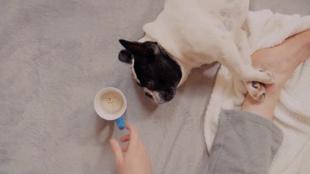close up man with french bulldog in the morning - Footage, Video