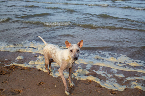 Білий тайський собака грає в піну Брудного моря або вершковий океан, забруднення навколишнього середовища
 - Фото, зображення