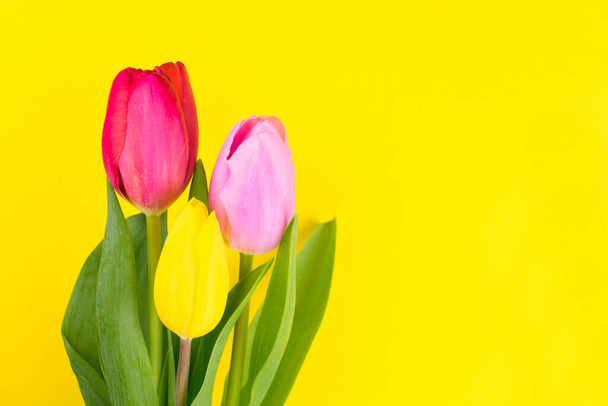  Tři žluté, červené a růžové tulipány na jasně žlutém pozadí. Kopírovat prostor - Fotografie, Obrázek