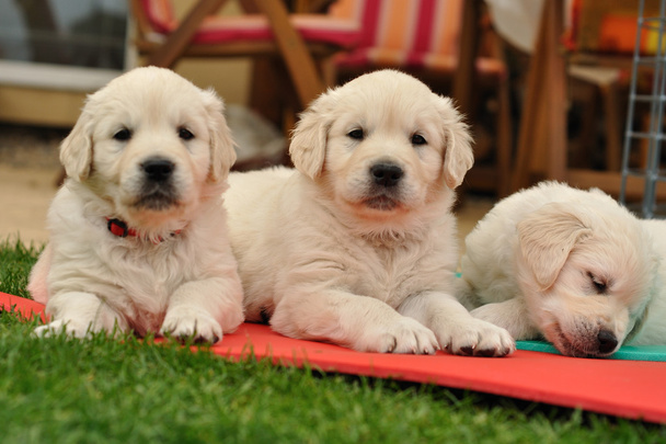 Tres cachorros de restin golden retriever en el jardín
 - Foto, Imagen