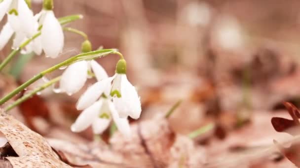Snowdrop Galanthus, nádherný bílý květ v lese, detailní záběr, pozadí nebo textura, jarní koncept. S mezerou pro text - Záběry, video
