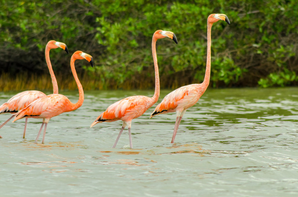 Walking Flamingos - Photo, Image