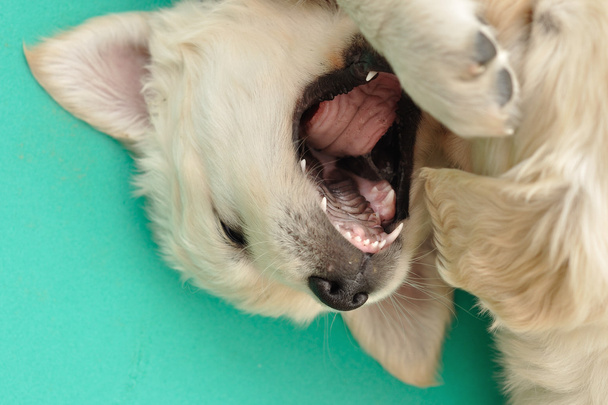 口を開けてのゴールデン ・ リトリーバーの子犬 - 写真・画像