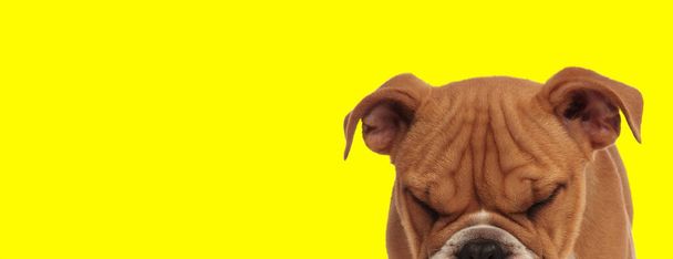 lähikuva ihastuttavasta englantilaisesta bulldogista, jolla on ruskea turkki, nukkumassa keltaisella studiotaustalla
 - Valokuva, kuva