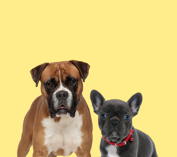 cute boxer dog standing next a baby french bulldog dog wearing red collar on yellow background - Photo, Image